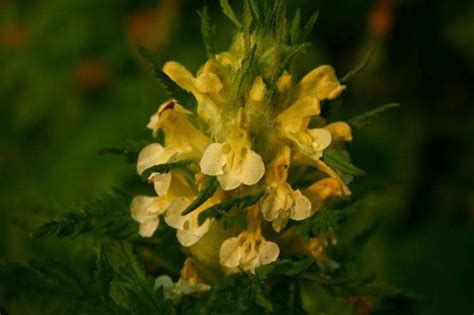 100 MARSH BETONY (Lousewort / Swamp Lousewort) Pedicularis Lanceolata ...