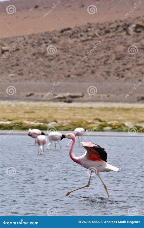 Wild Flamingos in Atacama Desert Chile South America Stock Photo ...