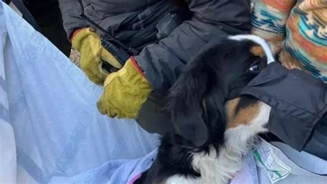 Cane Disperso In Alta Montagna Ritrovato Vivo Dopo Due Mesi