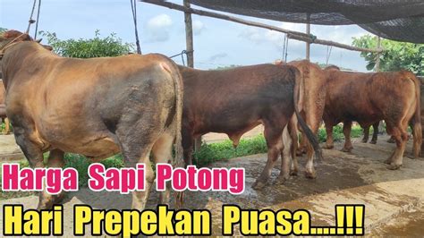 Harga Sapi Potong Hari Prepekan Puasalapak Mas Gendut Pasar Sepi