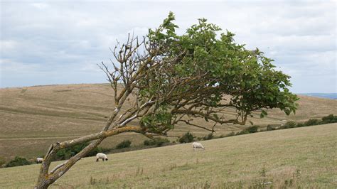 DSC05649 Windswept Tree 2 by wintersmagicstock on DeviantArt