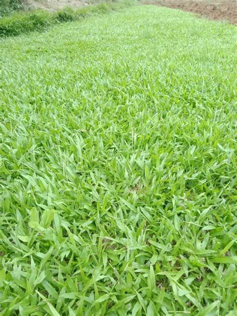 Natural Shade Lawn Grass at ₹ 14/sq ft | New Items in Guntur | ID ...