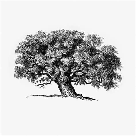 Vintage Victorian Style Tree Engraving Free Photo Rawpixel