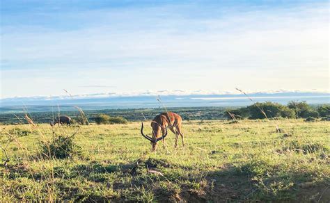 Exploring Kenya: 25 Fascinating Facts You Need to Know - Facts Vibes