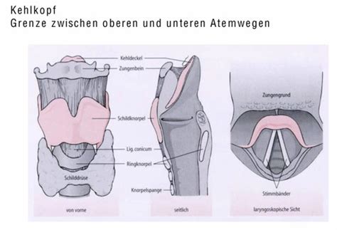 Pneumologie Grundlagen Flashcards Quizlet