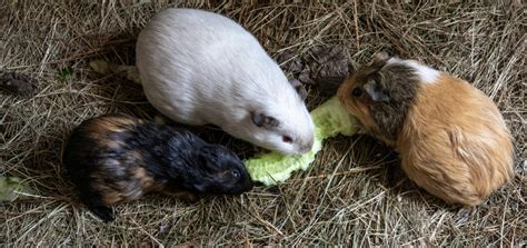 guinea pig guinea pig care advice