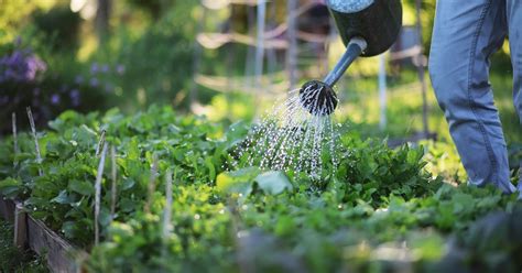 When Is The Best Time Of Day To Water Your Vegetable Garden Happysprout