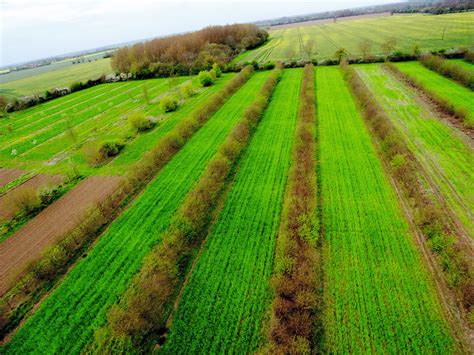 tropical agroforestry springerlink