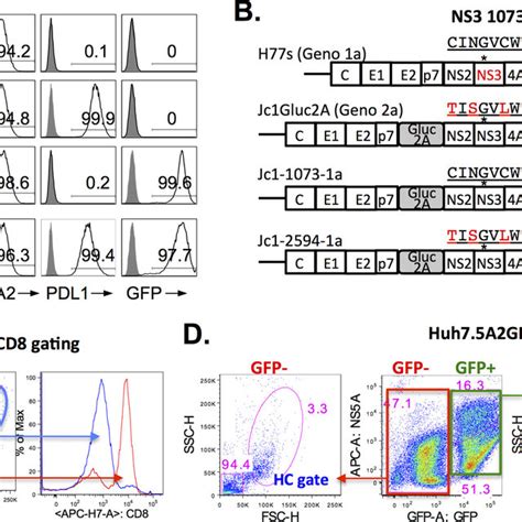 Pd L Expression On Hcv Infected Huh A Cells Protects Their