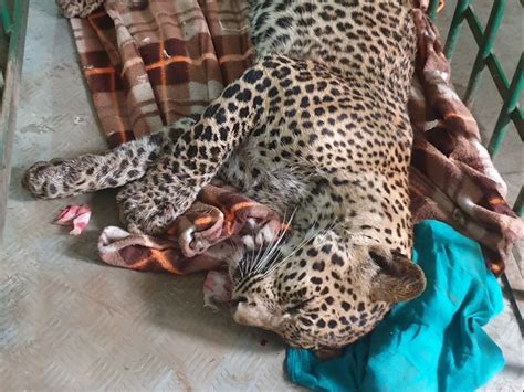 Leopard Death Tendua Died While Undergoing Treatment In Jabalpurs