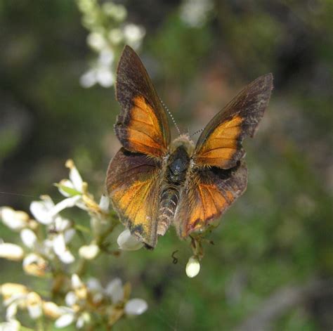 Eltham Copper Butterfly Paralucia Pyrodiscus Lucida