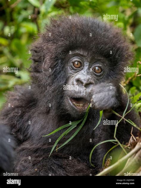 Africa Rwanda Volcanoes National Park Baby Mountain Gorilla Gorilla