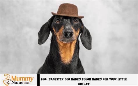 260+ Gangster Dog Names Tough Names For Your Little Outlaw - Mummy Name
