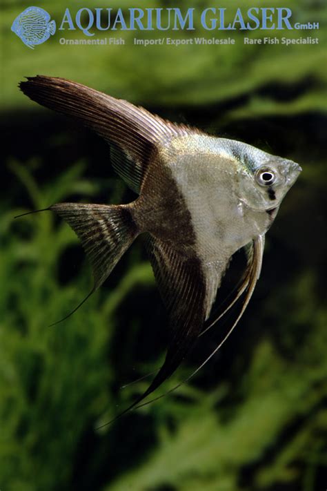 Pterophyllum Scalare Bicolor Blue Aquarium Glaser Gmbh