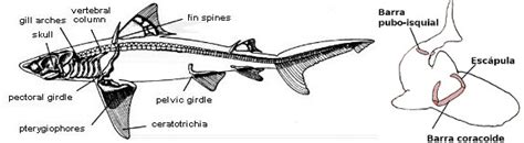 Tiburones En Galicia Aletas Formas Y Funciones