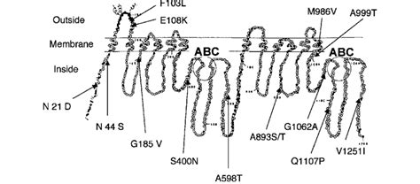 Schematic Representation Of Abcb1 And Nonsynonymous Polymorphism The Download Scientific