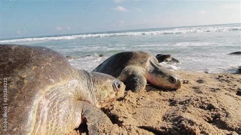 Arrival Of Sea Turtles Massive Event To Lay Their Eggs On The Beach