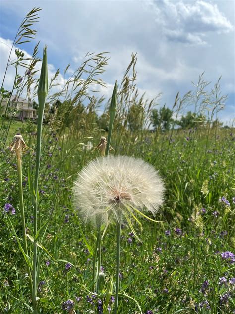 Yellow Blooms On The Colorado Plains Naturalist Perspective