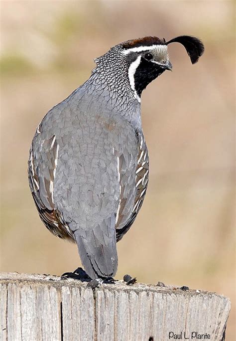 Pretty California Quail Callipepla Californica Pet Birds