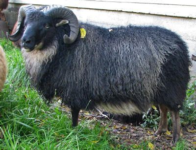 Red Brick Road Farm Icelandic Sheep & Wool: Black Mouflon Icelandic Ram Fable | Sheep, Farm ...