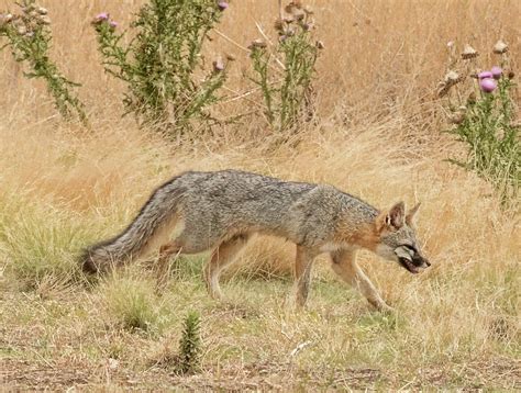 Gray Fox Photograph by Sherry Karr Adkins