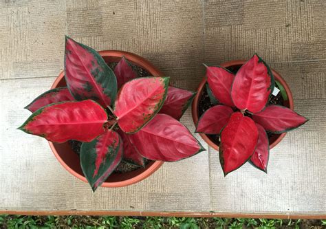 jenis aglaonema mahal cantik  cocok buat bisnis