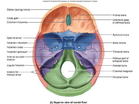 Frontal Crest And Crista Galli