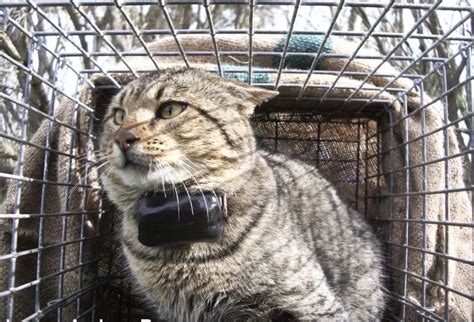 FERAL CAT TRAPS - Geelong Toorak Times