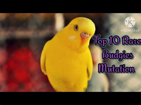 Top 10 Rare Budgies Mutation YouTube