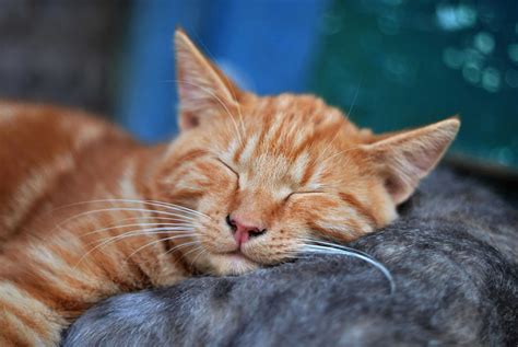 Mudan As No Comportamento Em Gatos Castrados Naturalis