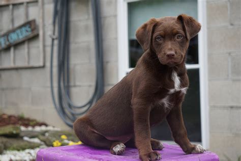 Australian Shepherd/Chocolate Lab Mix For Sale Baltic OH Female Chocol ...