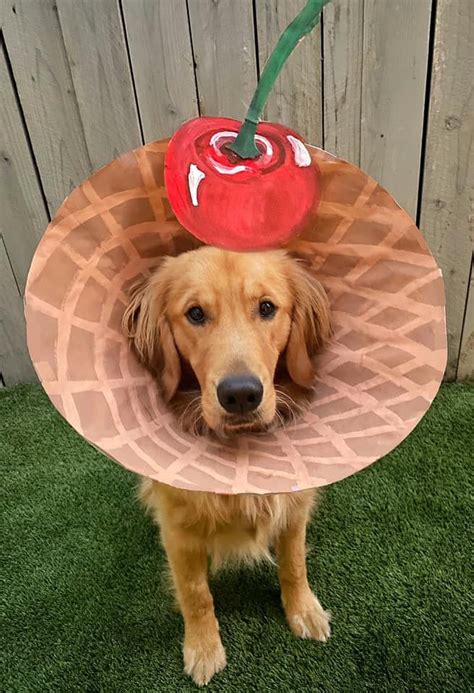 Dog Mom Transforms Golden Retrievers Medical Cone Into Hilarious