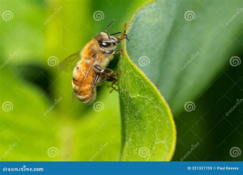 Western Honey Bee Apis Mellifera Stock Image Image Of Hymenoptera