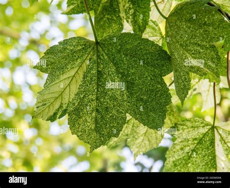 Acer Pseudoplatanus Sycamore Leaves Green Hi Res Stock Photography And