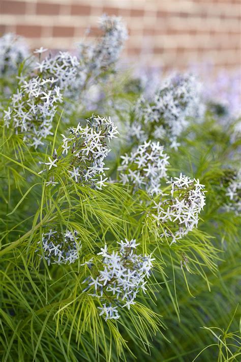 Bluestar Star Shaped Blue Flowers 359f6079 Best Perennials Shade