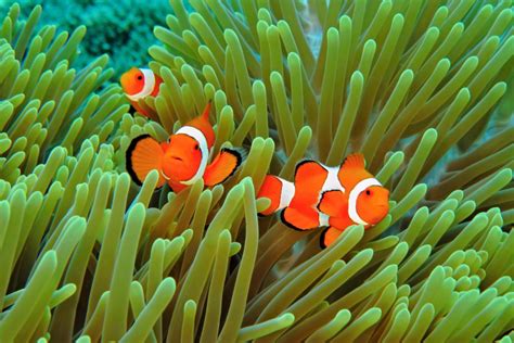 Anêmona do mar o que é características fotos Animais InfoEscola