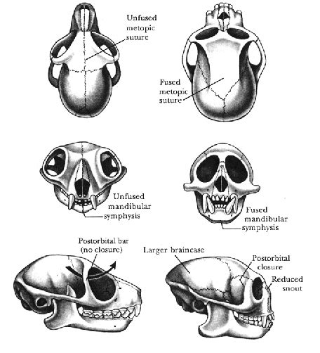 Figure 1 from Primate Evolution | Semantic Scholar