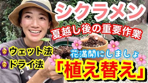 【シクラメン】夏越し後の重要作業「植え替え」🤗 ウェット法・ドライ法で植え替え方法が違います‼️ 夏越しした4株のガーデンシクラメン（一部