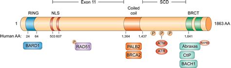 Frontiers BRCA1 And Breast Cancer Molecular Mechanisms And