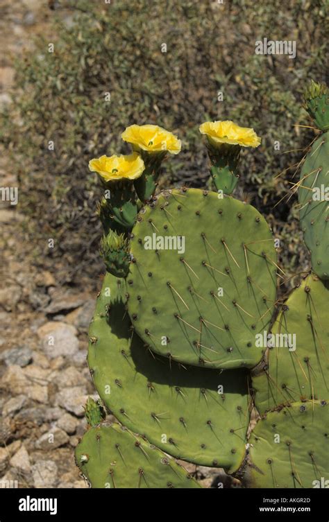 Engelmanns Prickly Pear Opuntia Phaeacantha Stock Photo Alamy