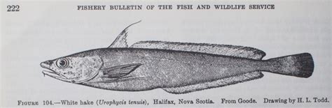 Beautiful Fish White Hake And Squirrel Hake By Al Bezanson Good