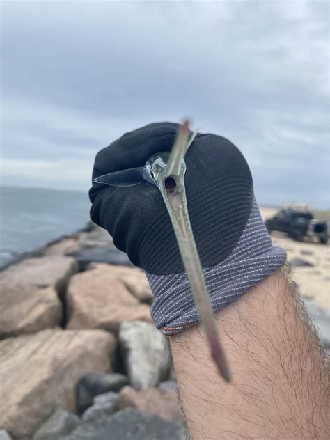 Angry Needlefish while catching Albies. : r/Fishing