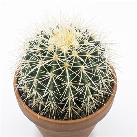 Echinocactus Grusonii V Albispina Kakteen Gautschi