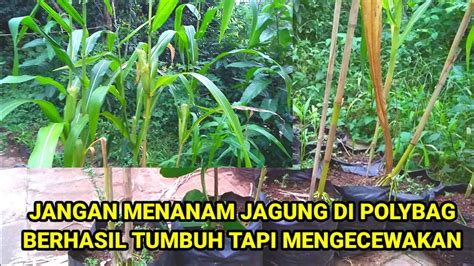 Jangan Menanam Jagung Di Polybag Kalau Ngga Mau Seperti Ini Youtube