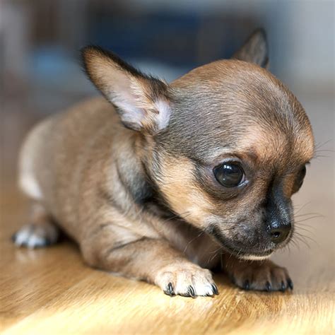 #1 | Chihuahua Puppies For Sale In California