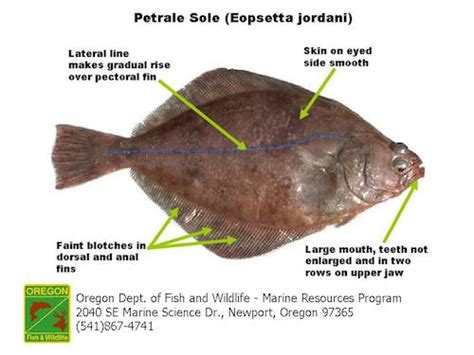 Petrale Sole | Santa Monica Seafood