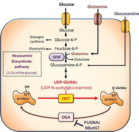 Frontiers O GlcNAcylation A New Cancer Hallmark Endocrinology