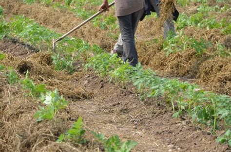 Les Plantations De L Gumes D T Ferme Pulverm Hle