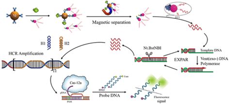 双等温扩增和 Crispr Cas12a 用于橙黄素的灵敏检测acs Food Science And Technology X Mol