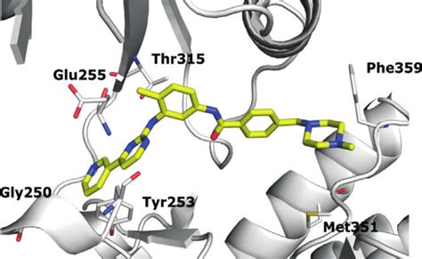 The Amino Acids Affected By Mutations Leading To Imatinib Resistance Download Scientific